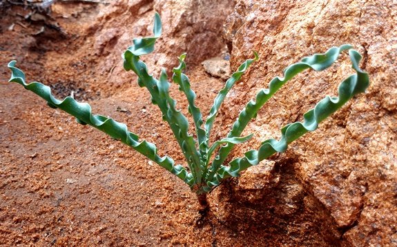 Veltheimia capensis leaves
