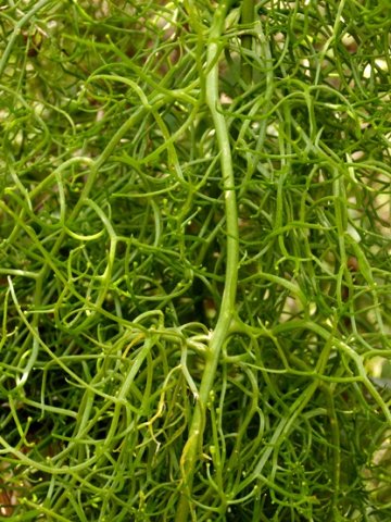 Bowiea volubilis subsp. volubilis being voluminous