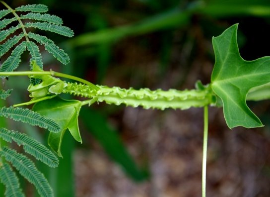 Cissus quadrangularis showing young stem tip