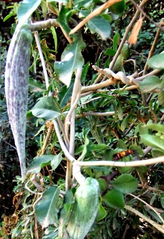 Cynanchum ellipticum