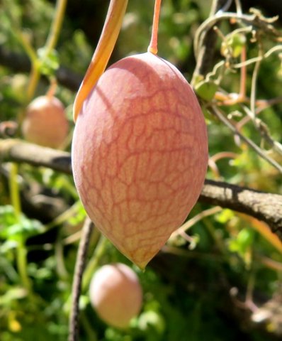 Cysticapnos vesicaria subsp. vesicaria coloured fruit