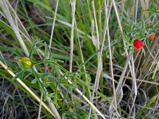 Kedrostis africana fruit