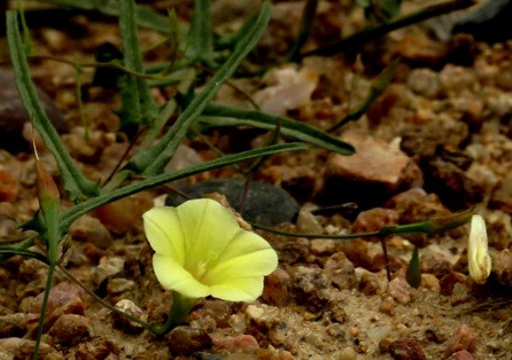 Xenostegia tridentata subsp. angustifolia flower