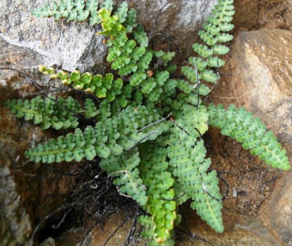 Cheilanthes hirta lush in a moist setting