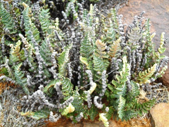 Cheilanthes hirta