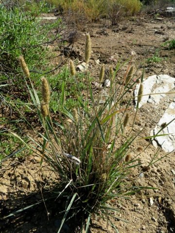 Fingerhuthia africana flowering well