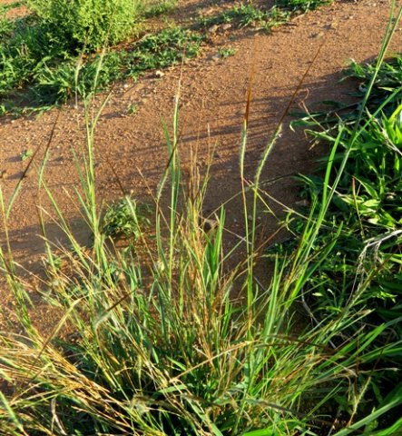 Heteropogon contortus