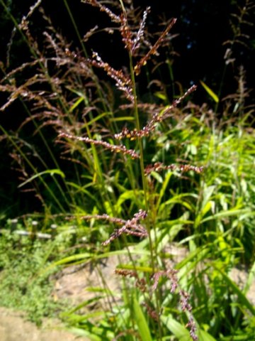 Setaria megaphylla inflorescence