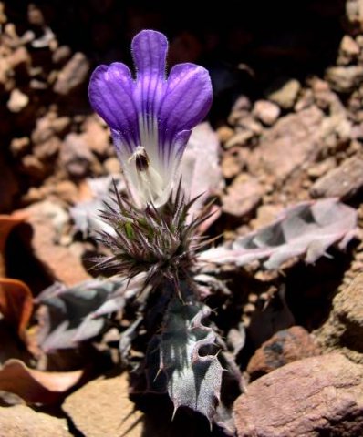 Acanthopsis dispermoides, Klein Karoo-verneukhalfmensie