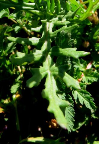 Bertilia hantamensis leaf