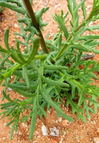 Bertilia hantamensis stems