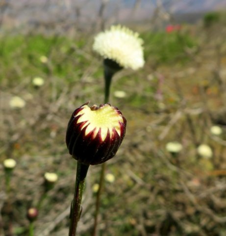 Bolandia pinnatifida before and after florets open