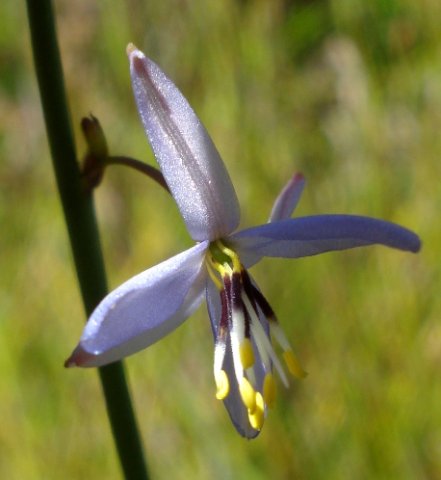 Caesia contorta illuminated by sunshine