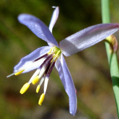 Caesia contorta green ovary