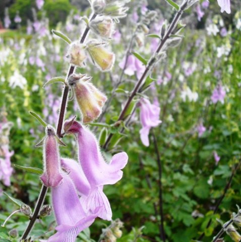 Ceratotheca triloba mauve flowers