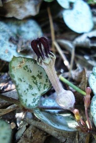 Ceropegia linearis subsp. woodii