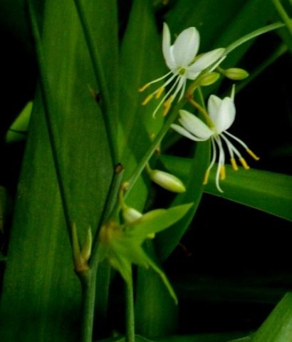 Chlorophytum capense