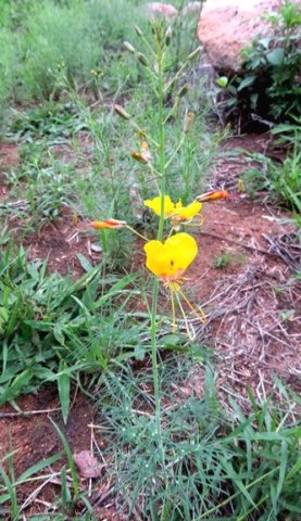 Cleome angustifolia subsp. petersiana