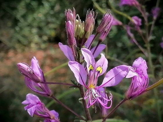 Cleome hirta