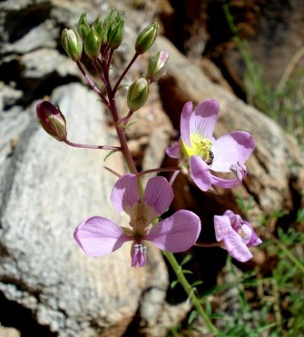 Cleome oxyphylla var. oxyphylla, a names dropping plant