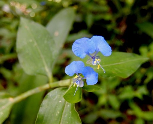 Commelina erecta