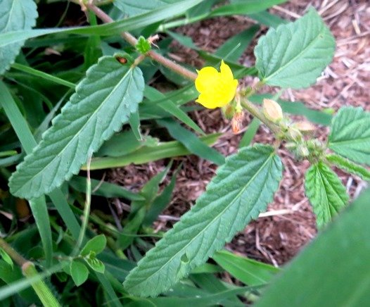 Corchorus confusus