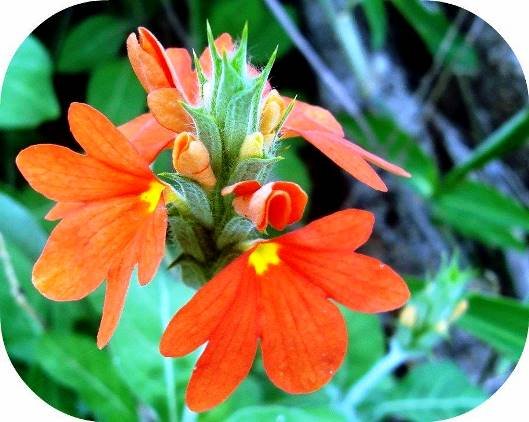 Crossandra mucronata