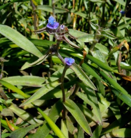 Cyanotis speciosa