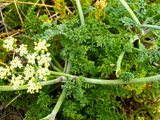 Dasispermum suffruticosum leaves and flowers