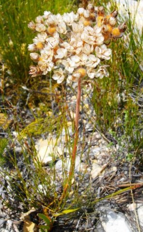 Dilatris pillansii less flamboyant but quite busy