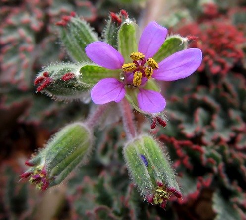 Erodium cicutarium red sepal tips