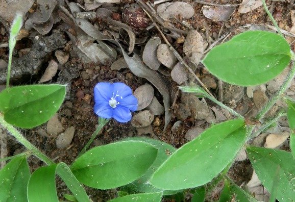 Evolvulus alsinoides flower