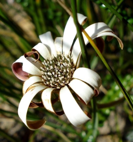 Gerbera linnaei flowerhead
