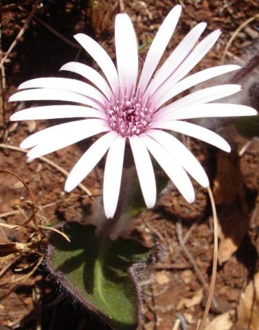 Gerbera viridifolia
