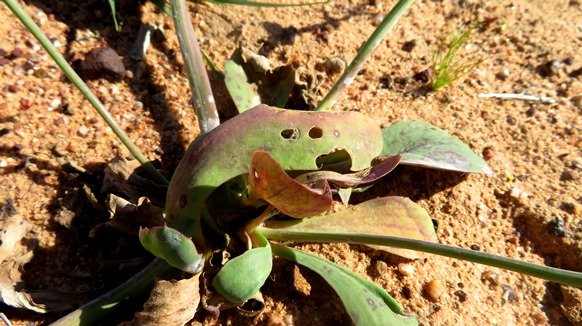 Gymnodiscus capillaris leaves