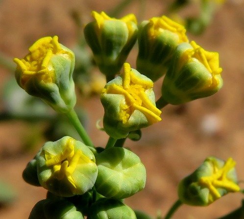 Gymnodiscus capillaris flowerheads below their best