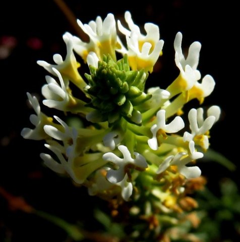 Hebenstretia parviflora inflorescence
