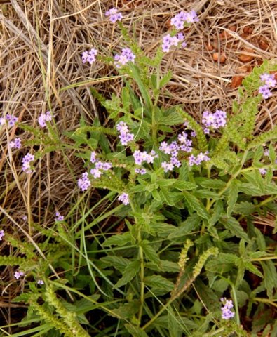 Heliotropium amplexicaule