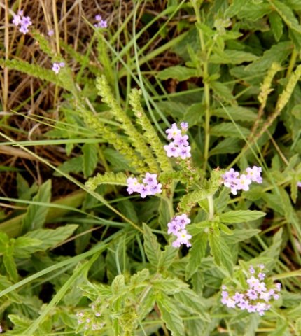 Heliotropium amplexicaule flowers