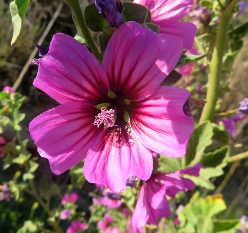 Malva arborea flower