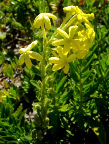 Lyperia tristis last flowers