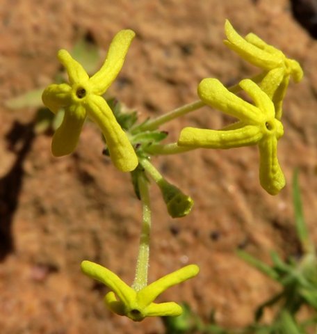 Lyperia tristis dancing flowers
