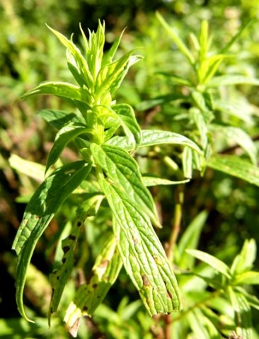 Mentha longifolia