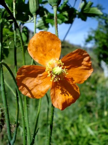 Papaver aculeatum