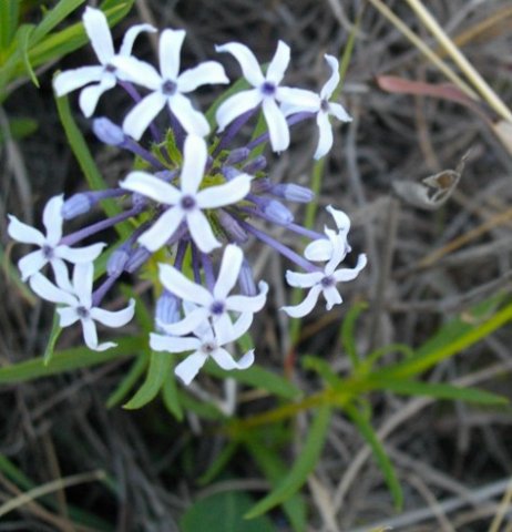 Pentanisia angustifolia