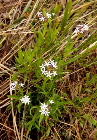 Pentanisia angustifolia leaves
