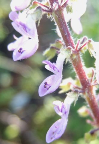 Coleus venteri flowers