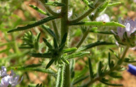 Pseudoselago spuria leaves