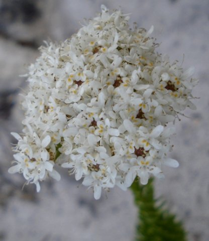 Pseudoselago subglabra