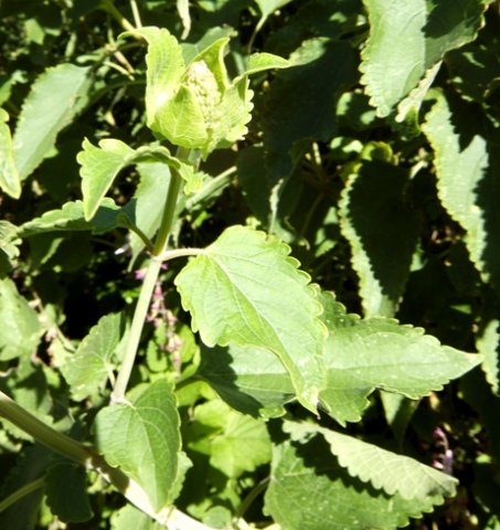 Pycnostachys urticifolia leaves